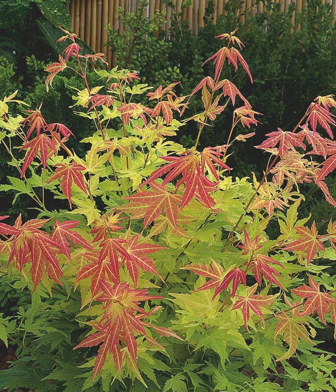 Fächerahorn 'Orange Dream'