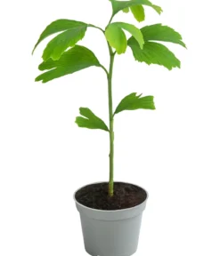 Fächerblattbaum - Ginkgo biloba