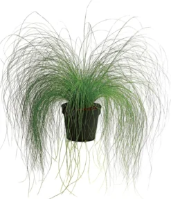 Federgras 'Pony Tails'
