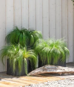 Federgras 'Pony Tails'