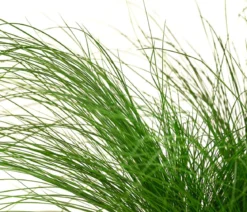 Federgras 'Pony Tails'