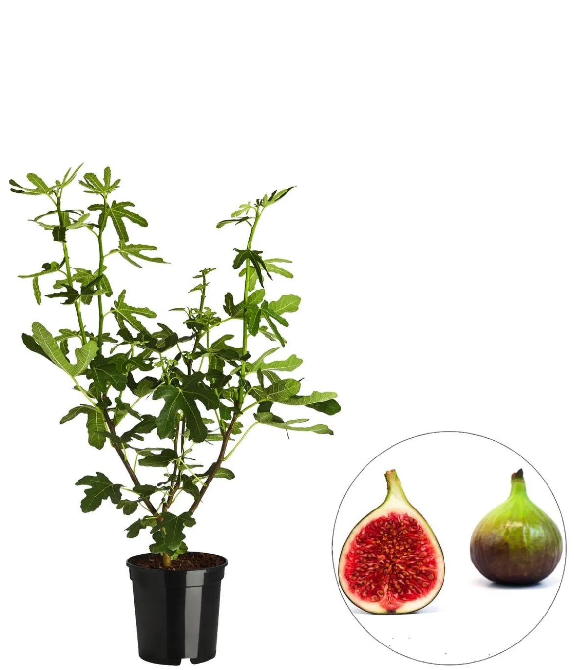 Feige 'Grise de Tarascon'