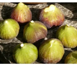 Feige 'Grise de Tarascon'