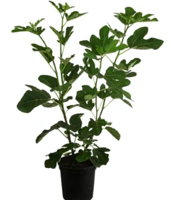 Feige 'Jannot'