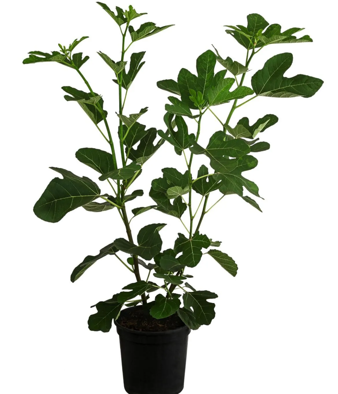 Feige 'Jannot'