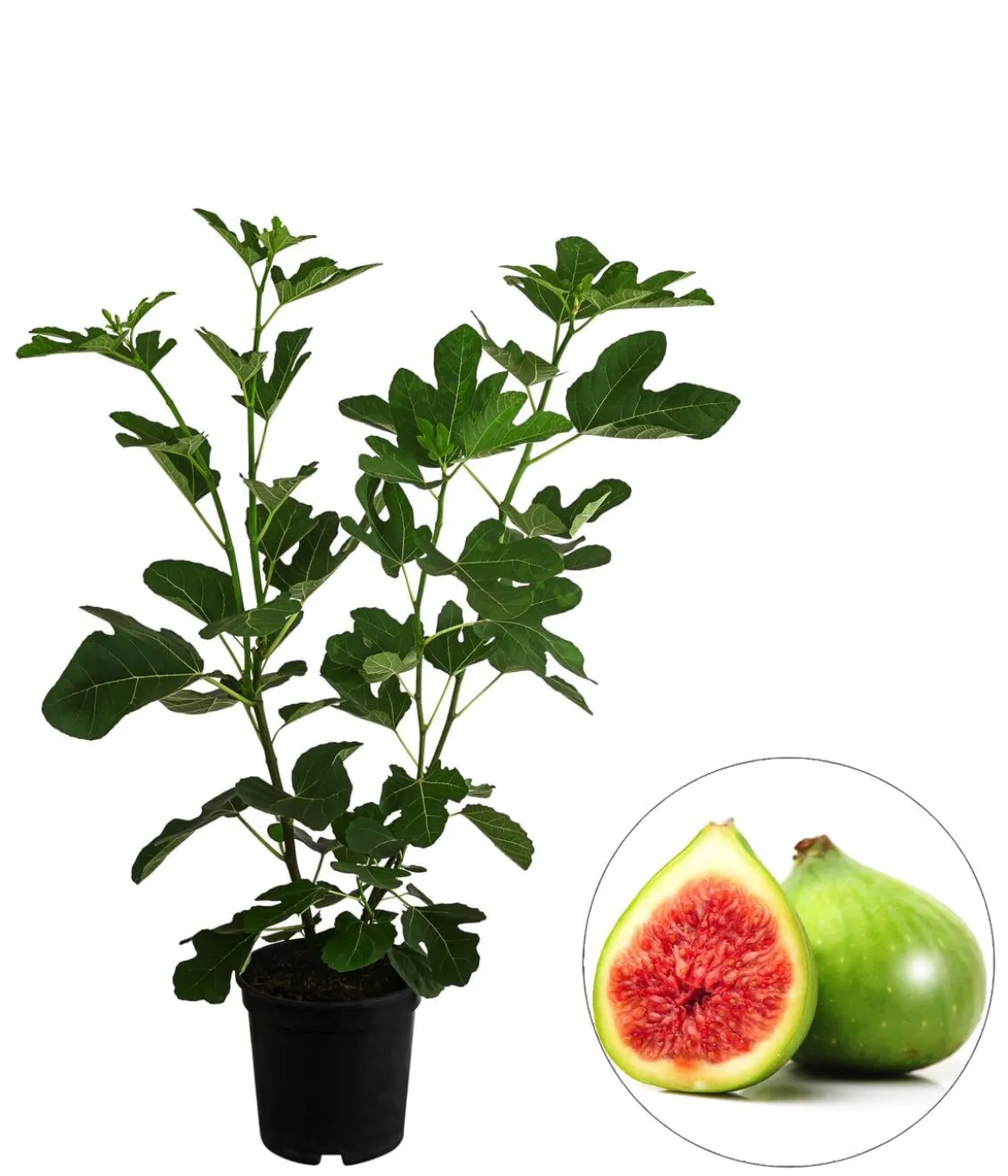 Feige 'Jannot'
