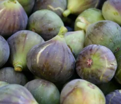 Feige 'Madeleine'