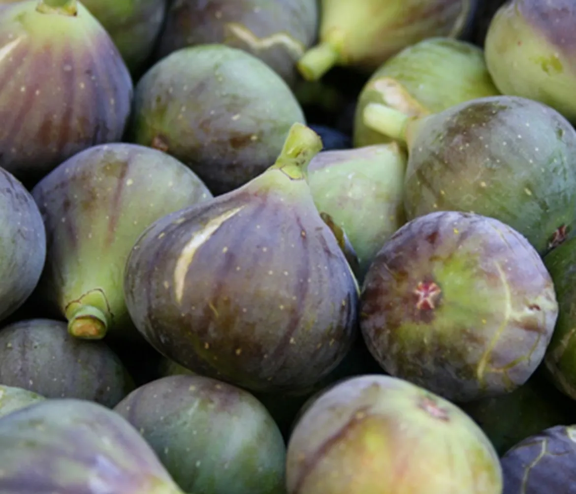 Feige 'Madeleine'
