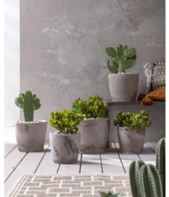 Feigenkaktus - Opuntia consolea