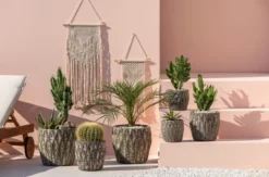 Feigenkaktus - Opuntia consolea
