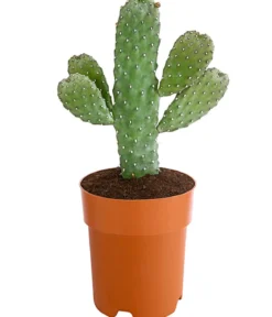 Feigenkaktus - Opuntia consolea