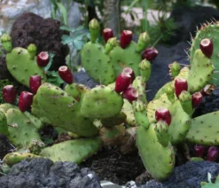 Feigenkaktus - Opuntia humifusa