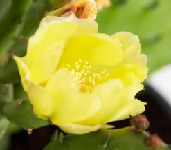 Feigenkaktus - Opuntia humifusa