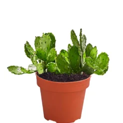 Feigenkaktus - Opuntia indica