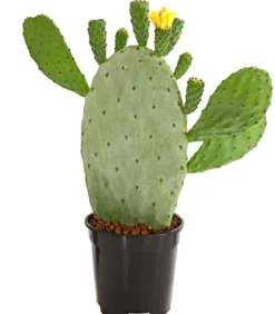 Feigenkaktus - Opuntia indica