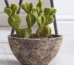 Feigenkaktus - Opuntia indica, verschiedene Sorten