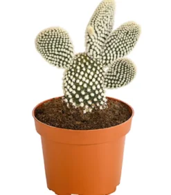 Feigenkaktus - Opuntia indica, verschiedene Sorten