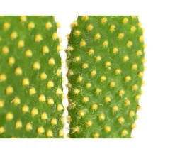 Feigenkaktus - Opuntia indica, verschiedene Sorten