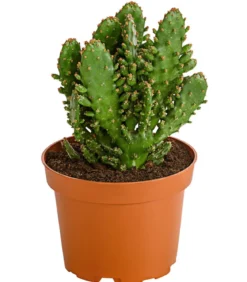 Feigenkaktus - Opuntia indica, verschiedene Sorten