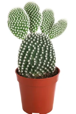Feigenkaktus - Opuntia microdasys, verschiedene Sorten