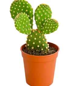 Feigenkaktus - Opuntia microdasys, verschiedene Sorten