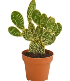 Feigenkaktus - Opuntia microdasys 'Yellow'