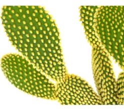 Feigenkaktus - Opuntia microdasys 'Yellow'