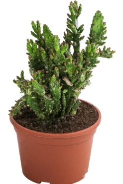 Feigenkaktus - Opuntia monacantha