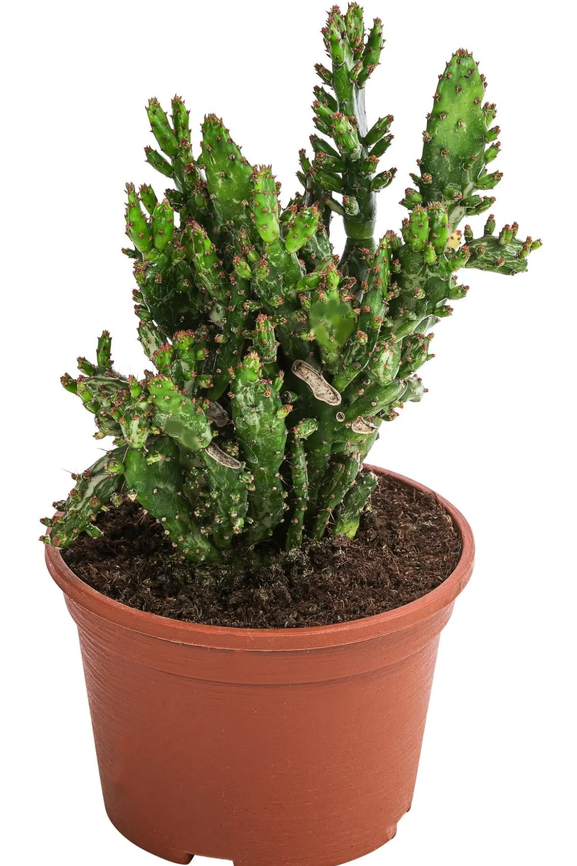 Feigenkaktus - Opuntia monacantha