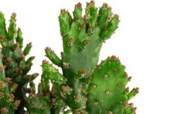 Feigenkaktus - Opuntia monacantha