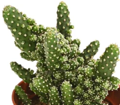 Feigenkaktus - Opuntia tuna monstrosa