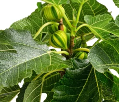 Feige 'Panaché'