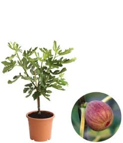 Feige 'Pfälzer Fruchtfeige'