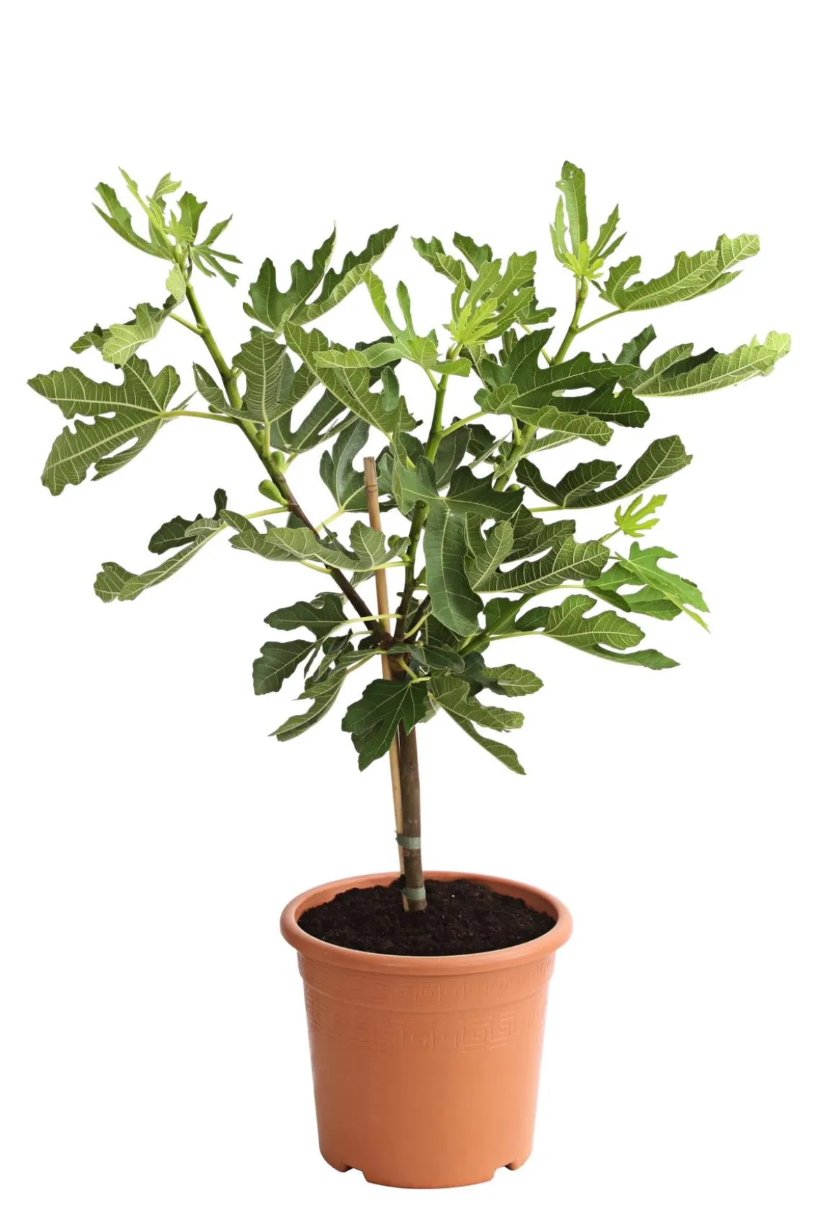 Feige 'Pfälzer Fruchtfeige'