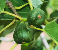 Feige 'Pfälzer Fruchtfeige'