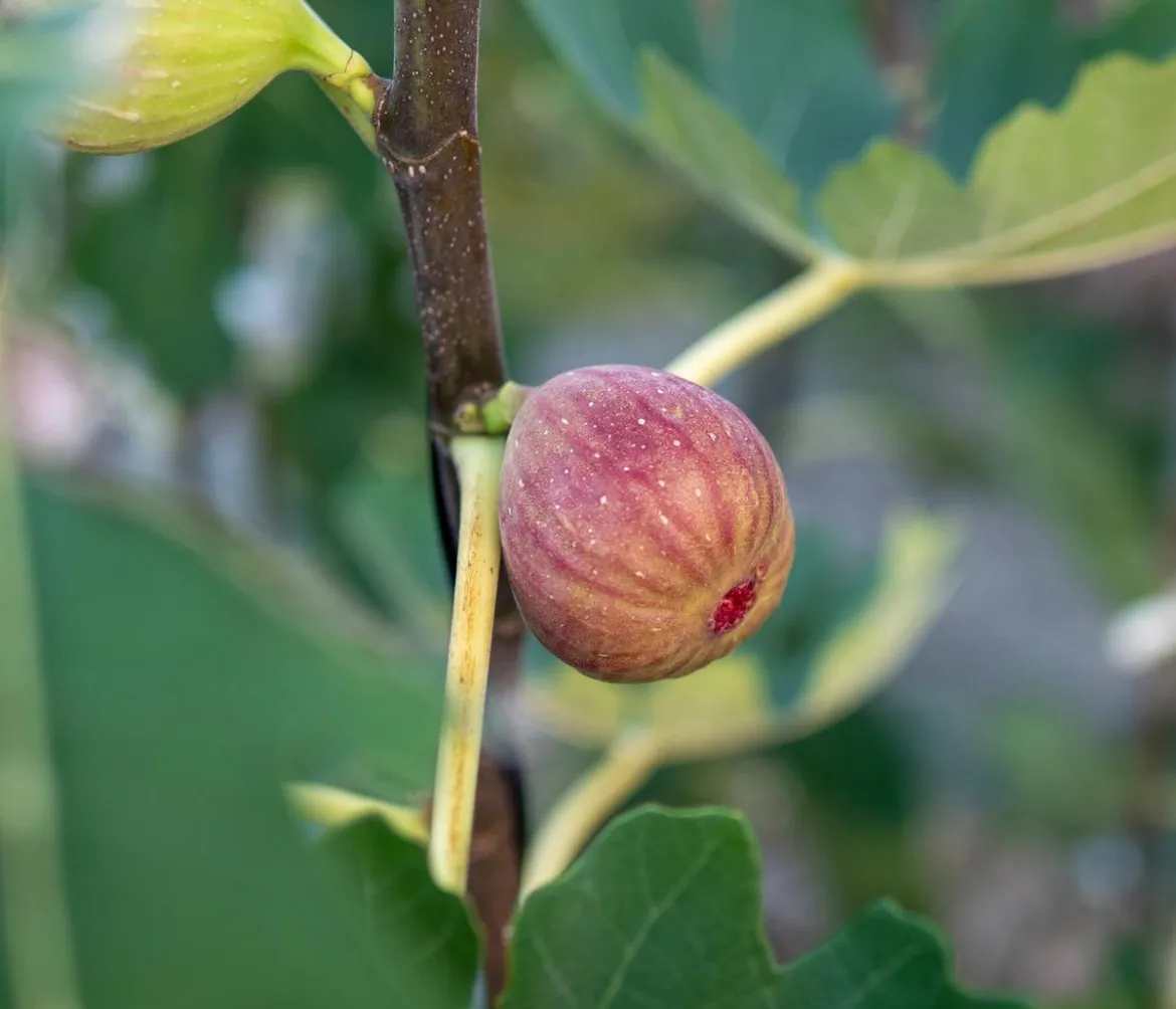 Feige 'Pfälzer Fruchtfeige'