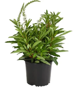 Felberich 'Autumn Snow'