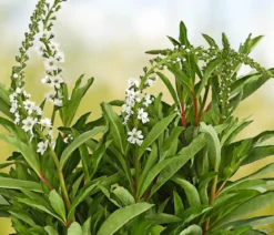 Felberich 'Autumn Snow'