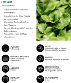 Feldsalat grün, 20er Schale