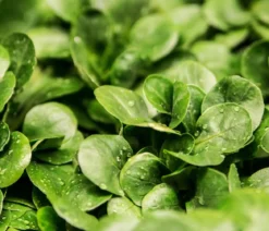 Feldsalat grün, 20er Schale