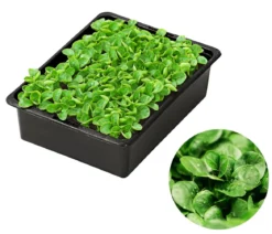 Feldsalat grün, 20er Schale