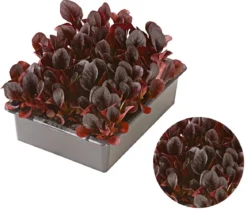 Feldsalat rot, 20er Schale