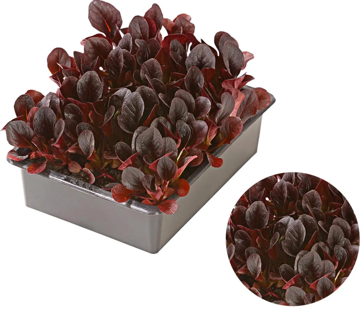 Feldsalat rot, 20er Schale