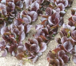 Feldsalat rot, 20er Schale
