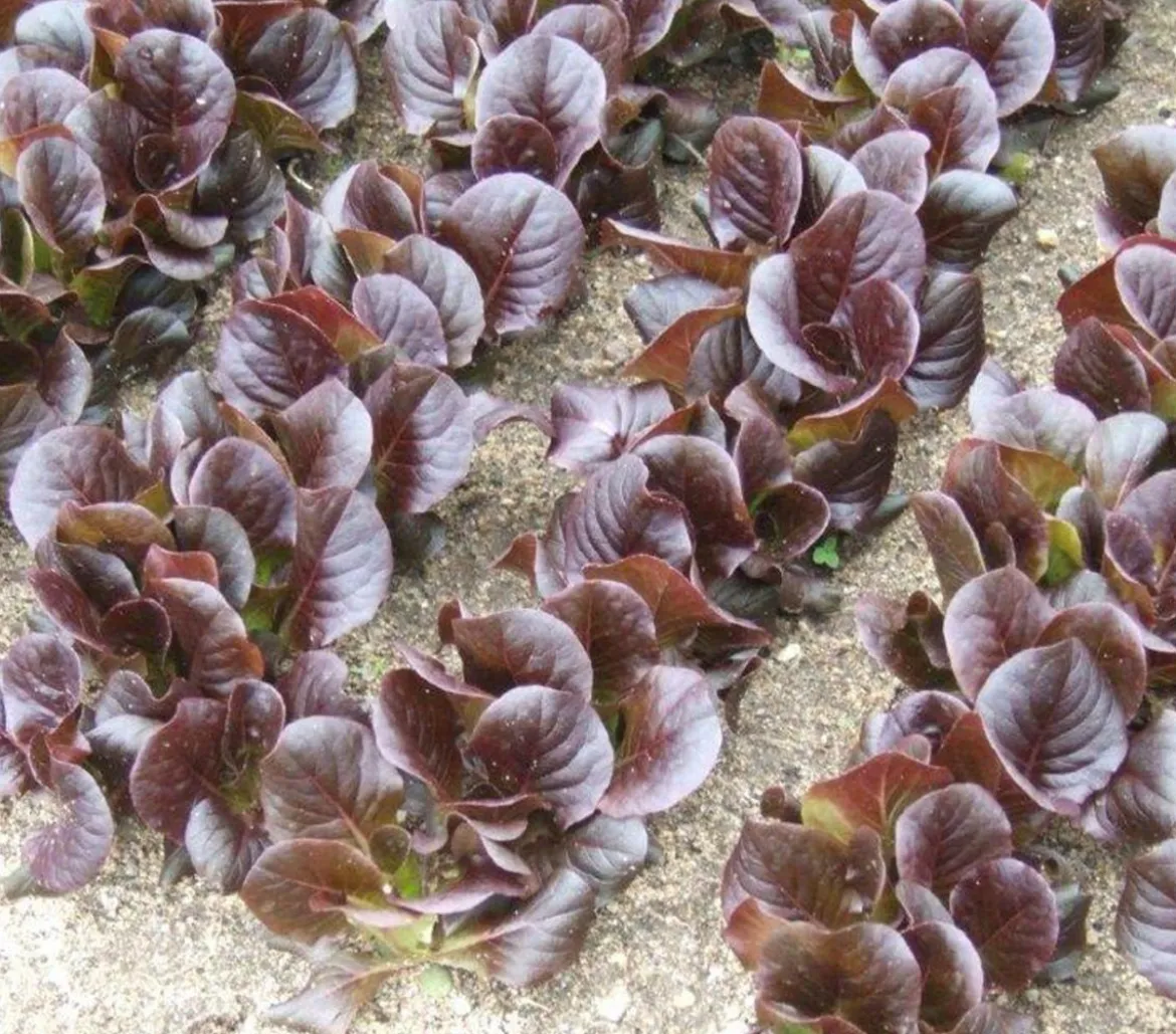 Feldsalat rot, 20er Schale