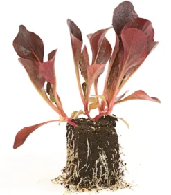 Feldsalat rot, 20er Schale