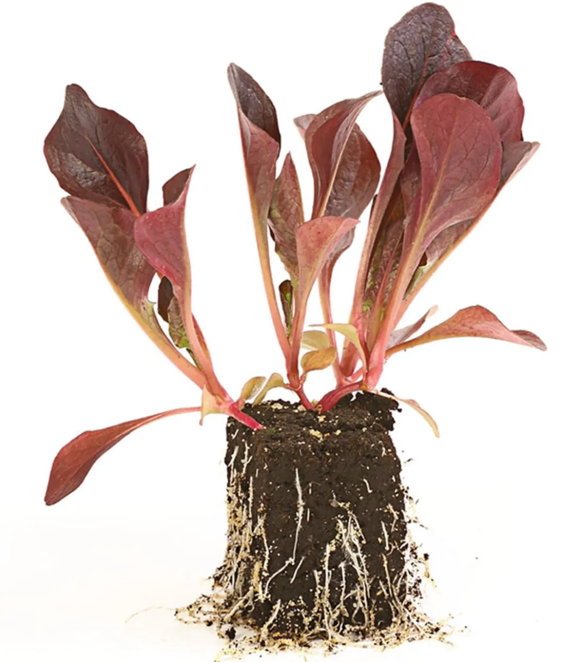Feldsalat rot, 20er Schale