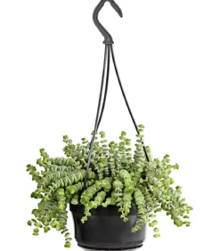 Felsendickblatt - Crassula rupestris subsp. marnieriana 'Hottentot', Ampel