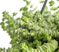 Felsendickblatt - Crassula rupestris subsp. marnieriana 'Hottentot', Ampel