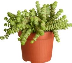 Felsen-Dickblatt - Crassula rupestris subsp. marnieriana 'Hottentot'